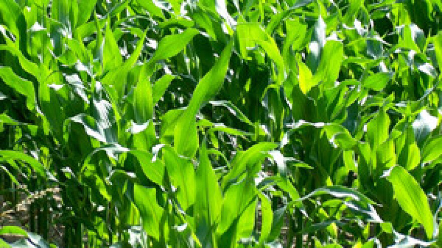 Najviše površina zasijano kukuruzom