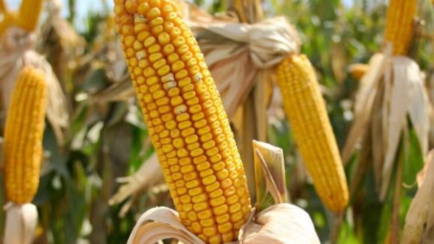 Jesenska osnovna gnojidba za kukuruz