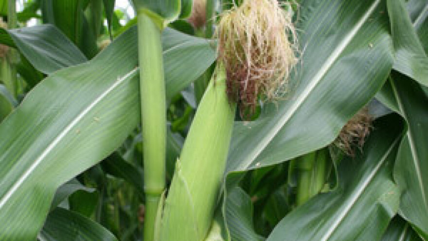 Manji prinos kukuruza u SAD-u, očekuje se rast cijena