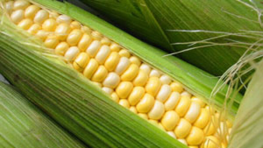 Val visokih temperatura bez kiše - poguban za usjeve