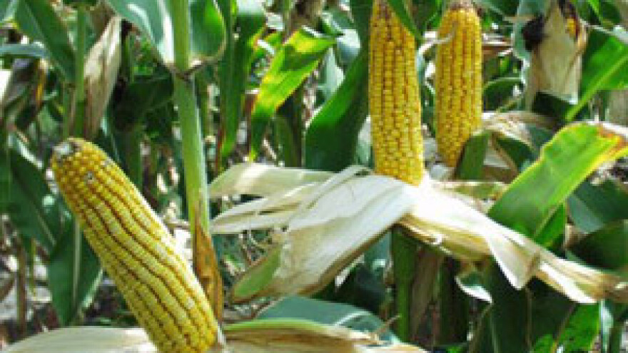 Ratare zabrinjava sjetva na zemlji tvrdoj kao beton