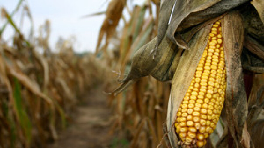 Suša uništila usjeve