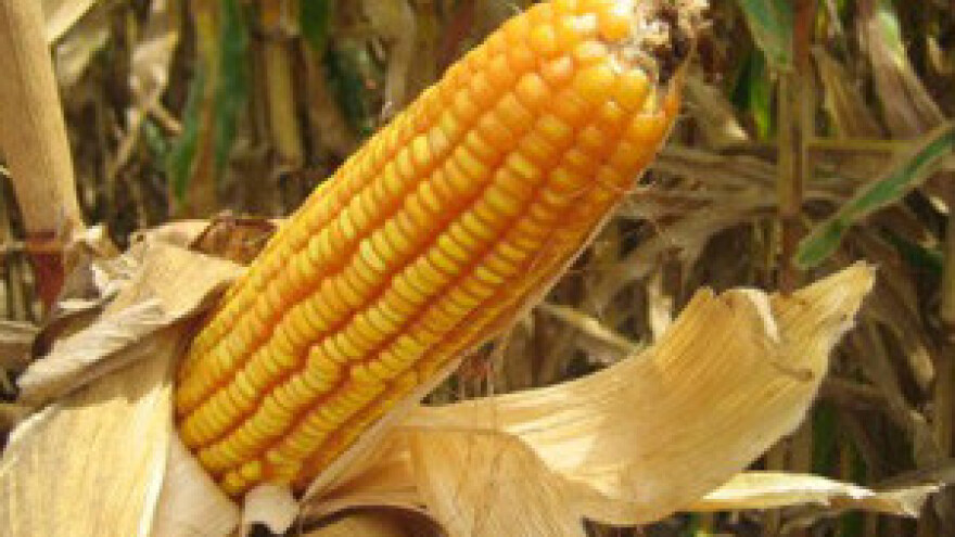 Zbrajanje šteta od suše