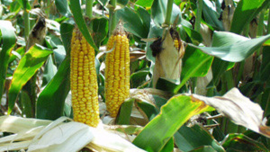 200 milijuna kuna propalo zbog suše