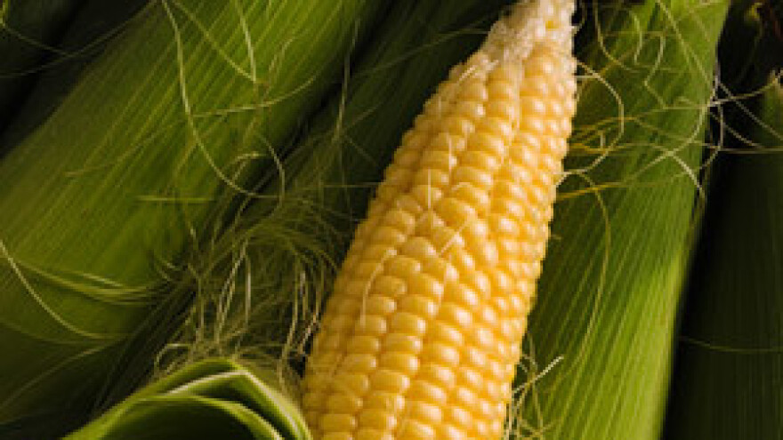 Sramotne naknade za sušu stigle su poljoprivrednicima