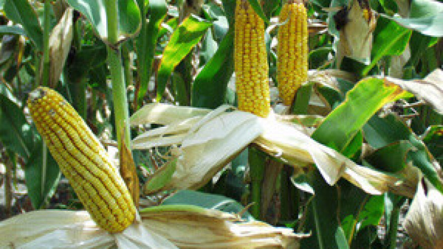 Kreću isplate za sušu, poljoprivrednici nezadovoljni