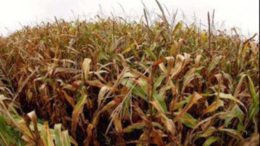 Za sušu Osječkoj županiji pet milijuna kuna