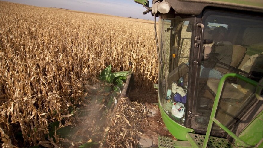 50 hibrida kukuruza na jednoj parceli