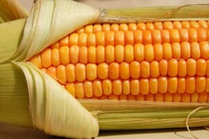 2. Syngentino savjetovanje