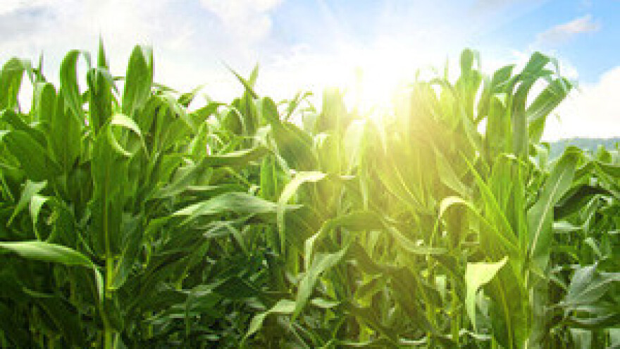 Laudis - novo iskustvo u zaštiti kukuruza