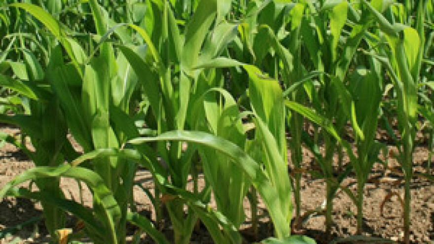 Štete od žičnjaka u usjevima kukuruza