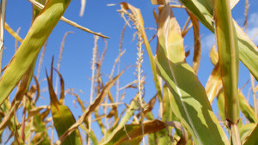 Uništeni kukuruz i soja