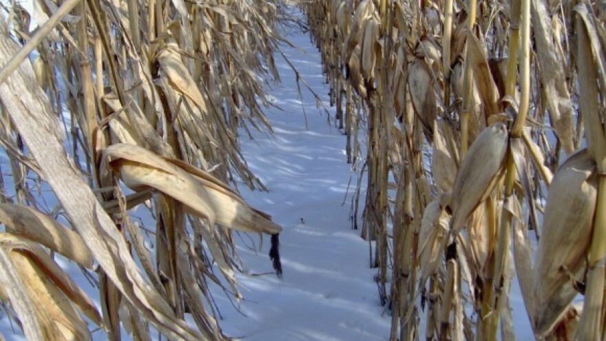 Kukuruz koji je ostao na poljima je otrov