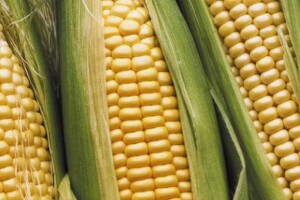 Zaštita sjemena kukuruza Bayer insekticidima