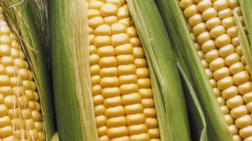 Zaštita sjemena kukuruza Bayer insekticidima