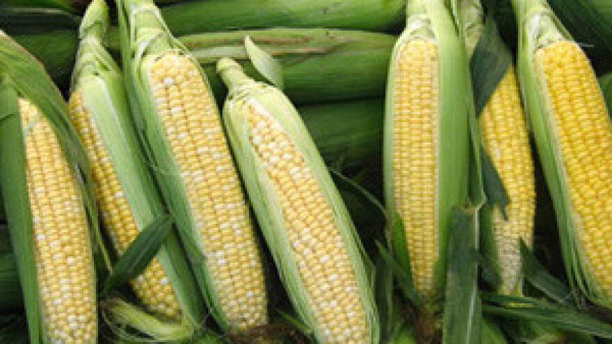 Kukuruz dotukla suša