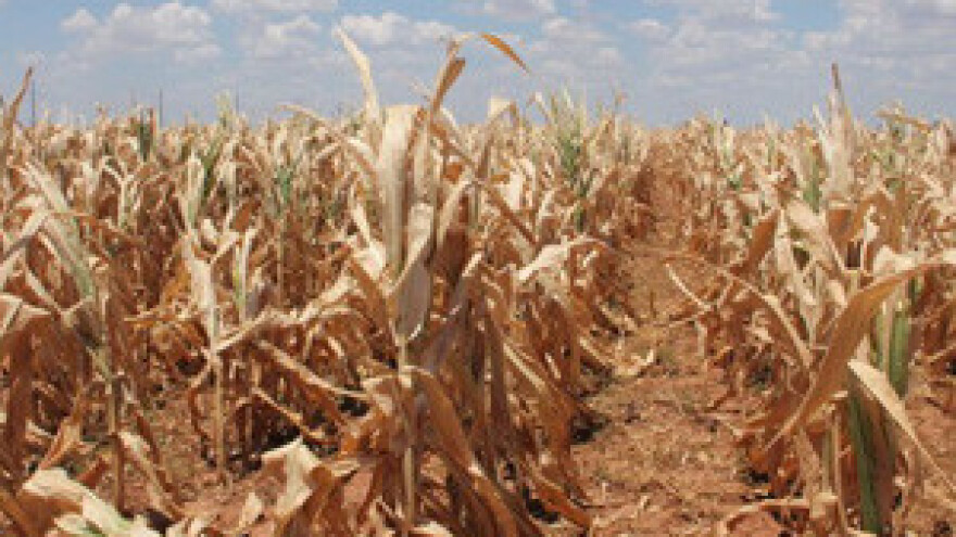 Elementarna nepogoda na tržištu hrane