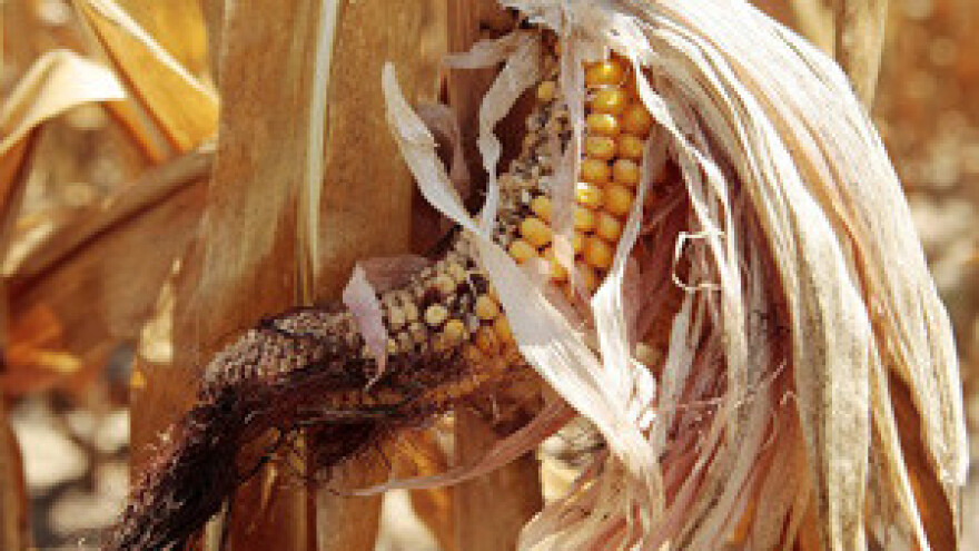 Elementarna nepogoda zbog suše