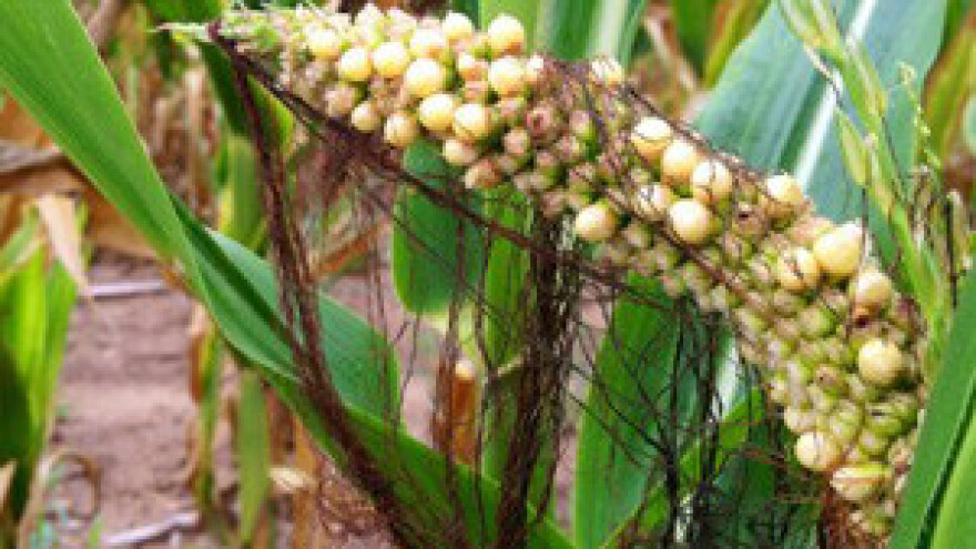 Kukuruz izgorio - stoku će hraniti pšenicom!