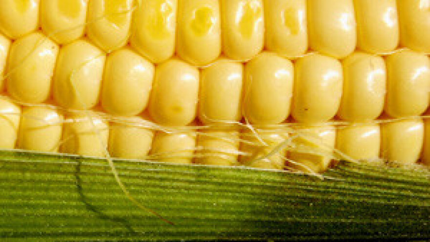 Unatoč suši izvezli 171,5 tisuća tona kukuruza