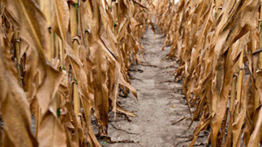 Katastrofalne posljedice zbog suše