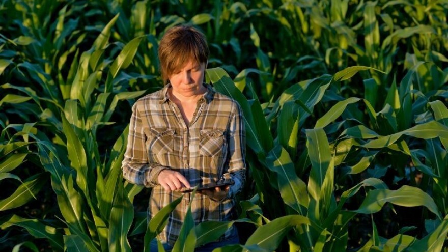 Nakon 15 godina odobrena nova sorta GMO kukuruza!