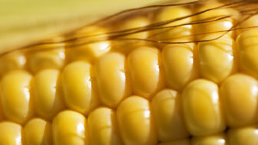 Pomoglo bi "otpuštanje" kukuruza iz robnih zaliha