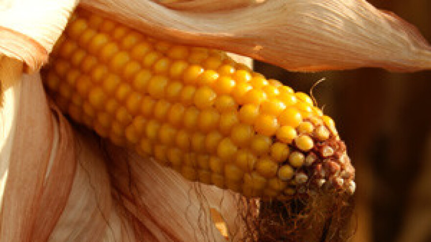 Odšteta od suše samo ako poljoprivrednik ima riješeno navodnjavanje!?