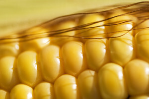 Treba pričekati potvrdu štetnosti GMO-a