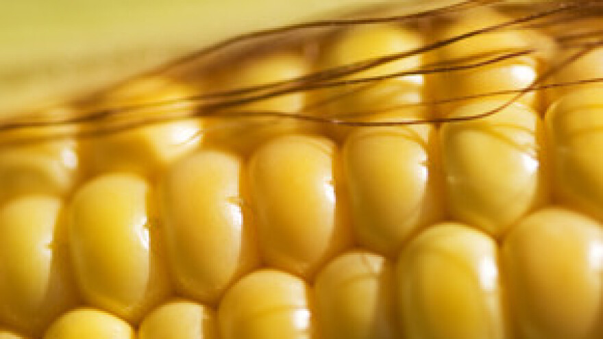 Treba pričekati potvrdu štetnosti GMO-a