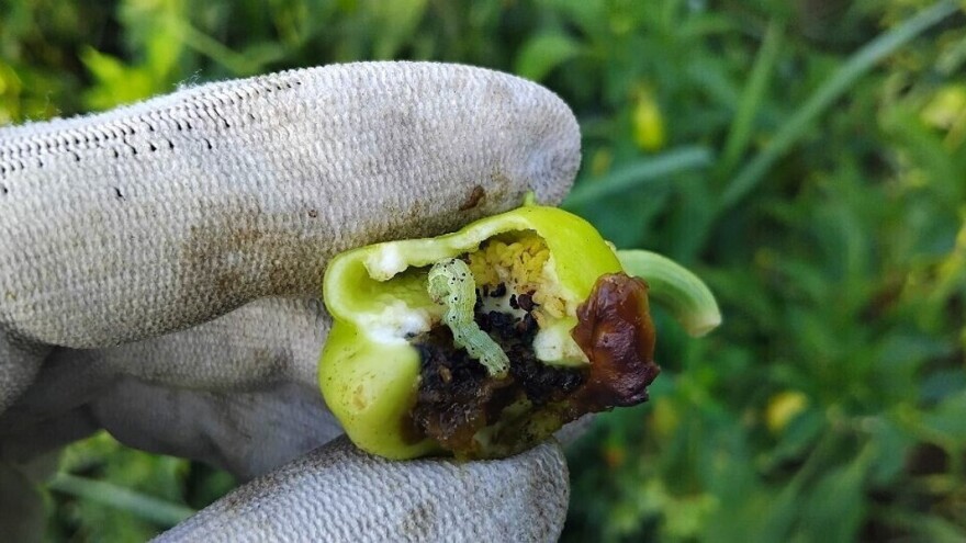 Kako suzbiti kukuruznu sovicu, pomažu začini i sirće