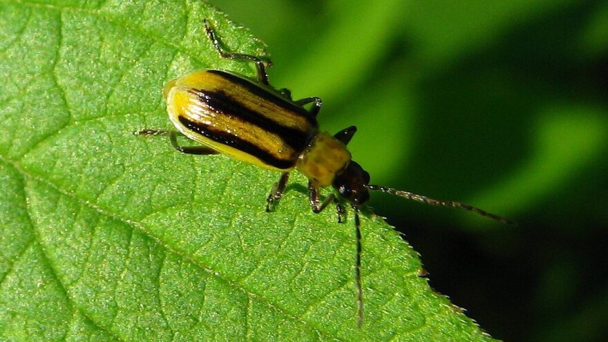 Kako suzbiti kukuruznu zlaticu?