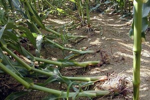 Plodoredom do manjih šteta od kukuruzne zlatice