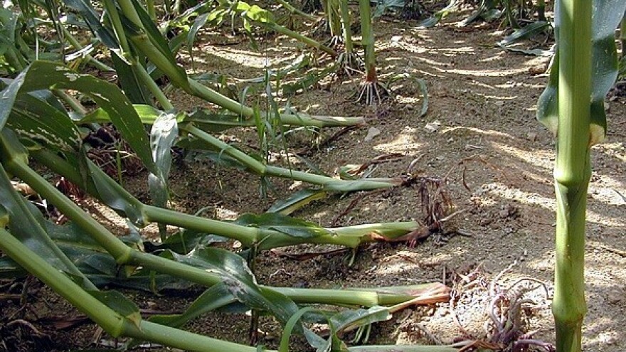 Plodoredom do manjih šteta od kukuruzne zlatice