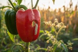 Kukuruzni moljac napada i povrće!