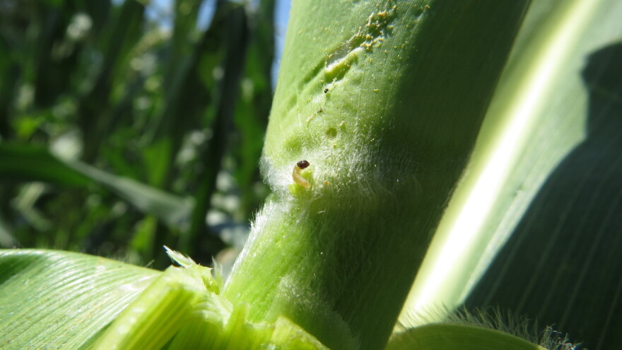 Napada kukuruzni plamenac: Kako ga suzbiti?
