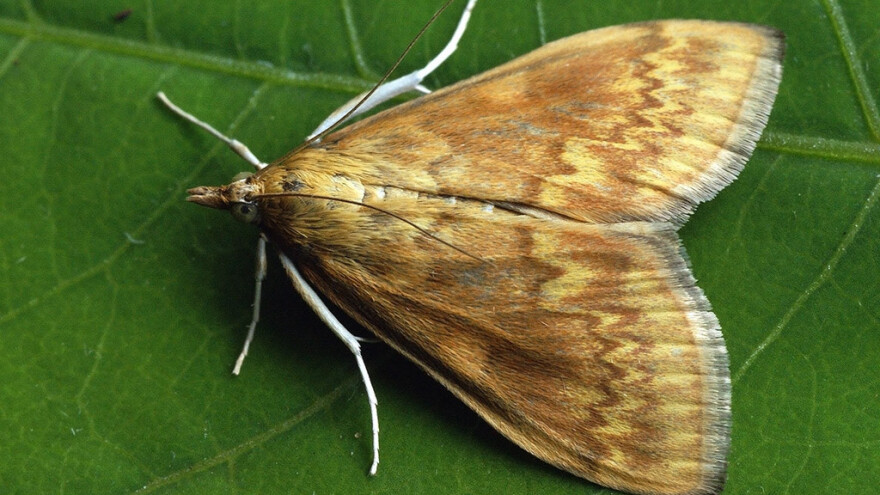 Papriku napada i kukuruzni plamenac - kako ga suzbiti?