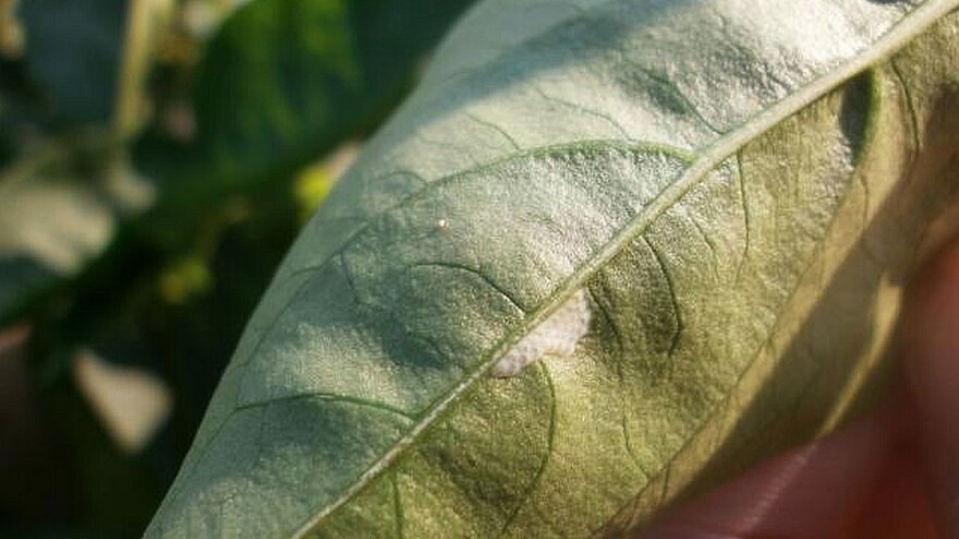 Kako suzbiti kukuruznog plamenca na paprici?