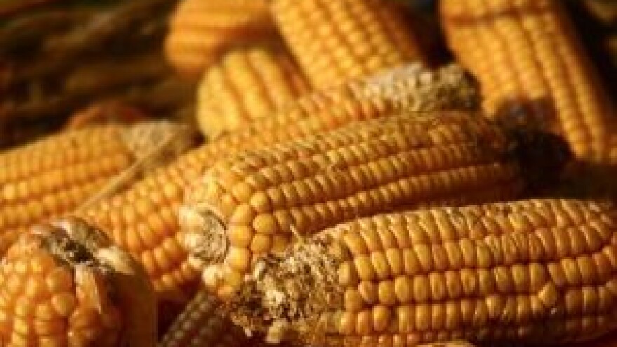 Prosvjedi protiv Monsanta i genetski modificirane hrane