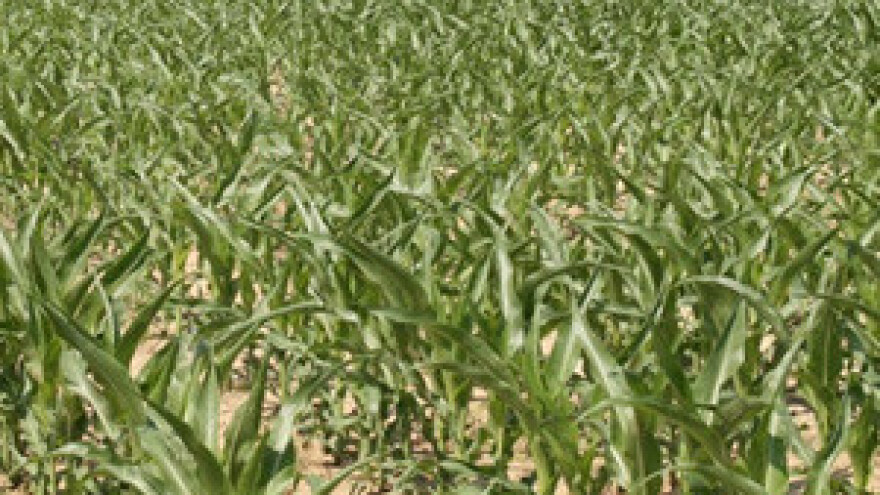 Poljoprivredni institut organizator konferencije o kukuruzu i sirku