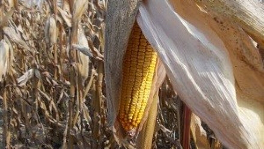 Žuti kukuruzi i slasna graševina bogatoga Srijema