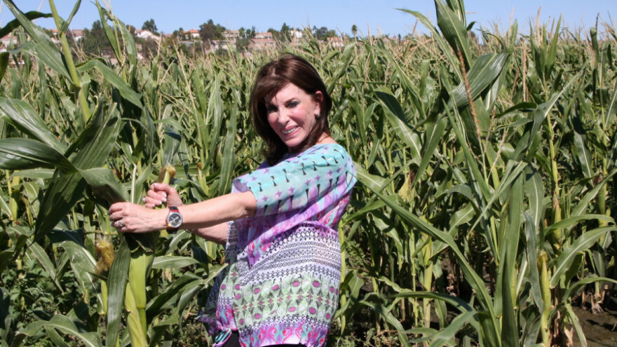 Edukativni Kukuruzni labirint u Osijeku