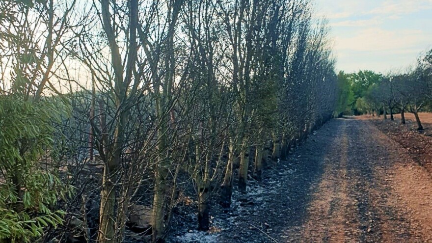 Požar koji se proširio iz privatne, neodržavane šume progutao im oko 550 stabala maslina