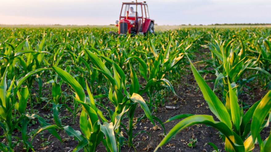 Kukuruz: Ova godina specfična, koristite folijarna gnojiva jer brže oporavljaju usjev