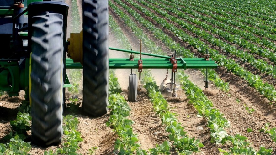 Okopavine imaju velike potrebe za hranivima - obavite kvalitetnu prihranu za bogati prinos