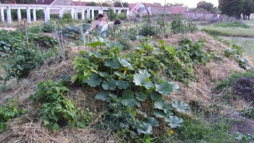 Šta su Hugelkultur gredice i kako ih napraviti?