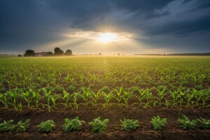 Kulture obećavaju dobar urod