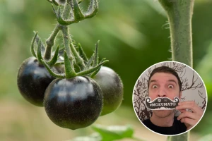 Zdravlje muškaraca - na njega upozoravaju i proizvođači kumata, sočnog i čvrstog paradajza