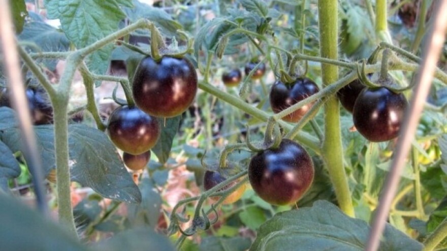 Kumato - neobična crna rajčica visokog prinosa