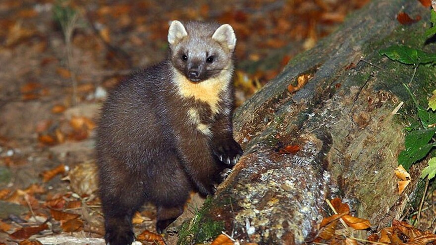 Koronavirus desetkovao farme kuna: Španija usmrtila 93.000 ovih životinja